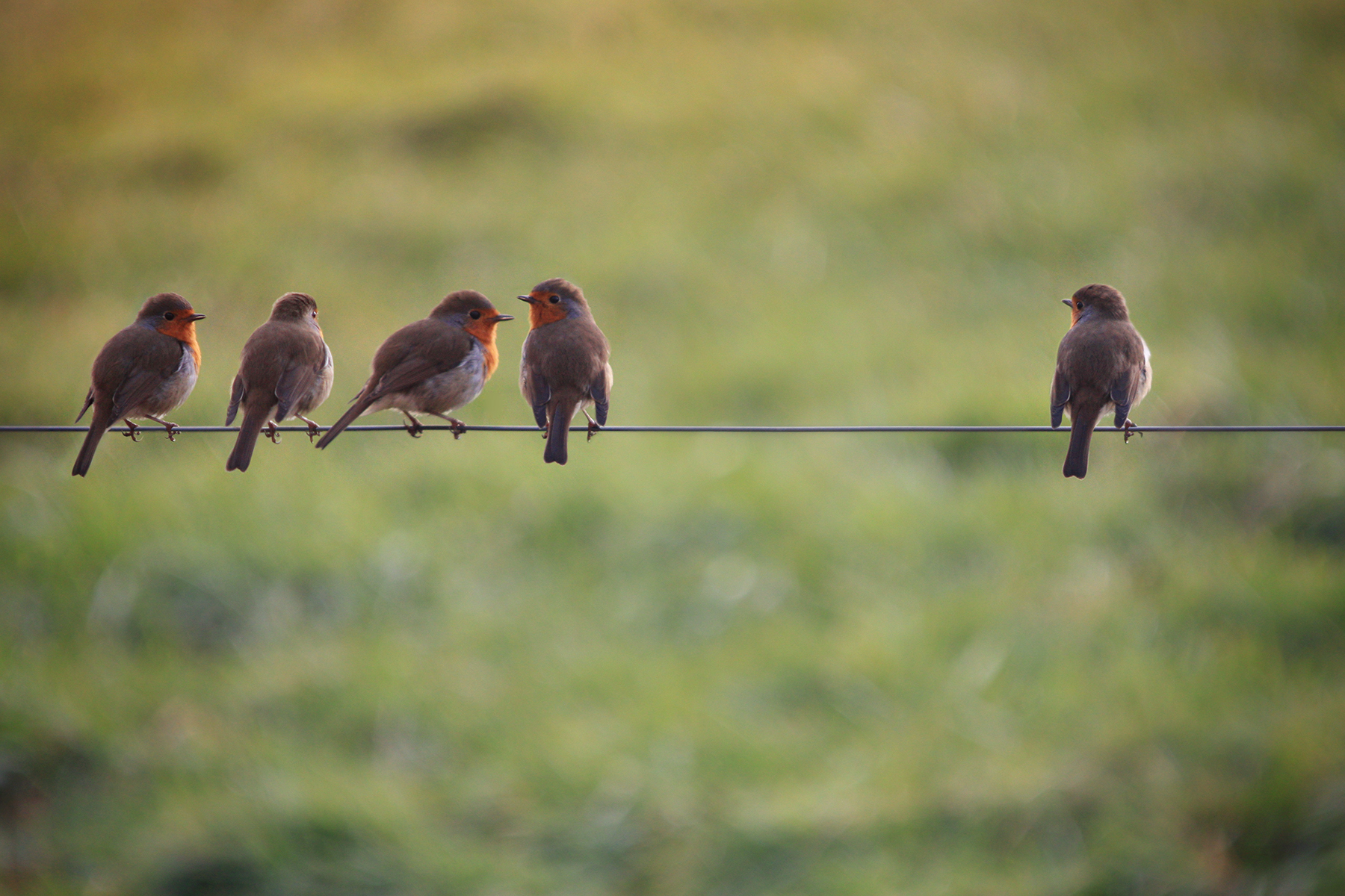 The Outcast