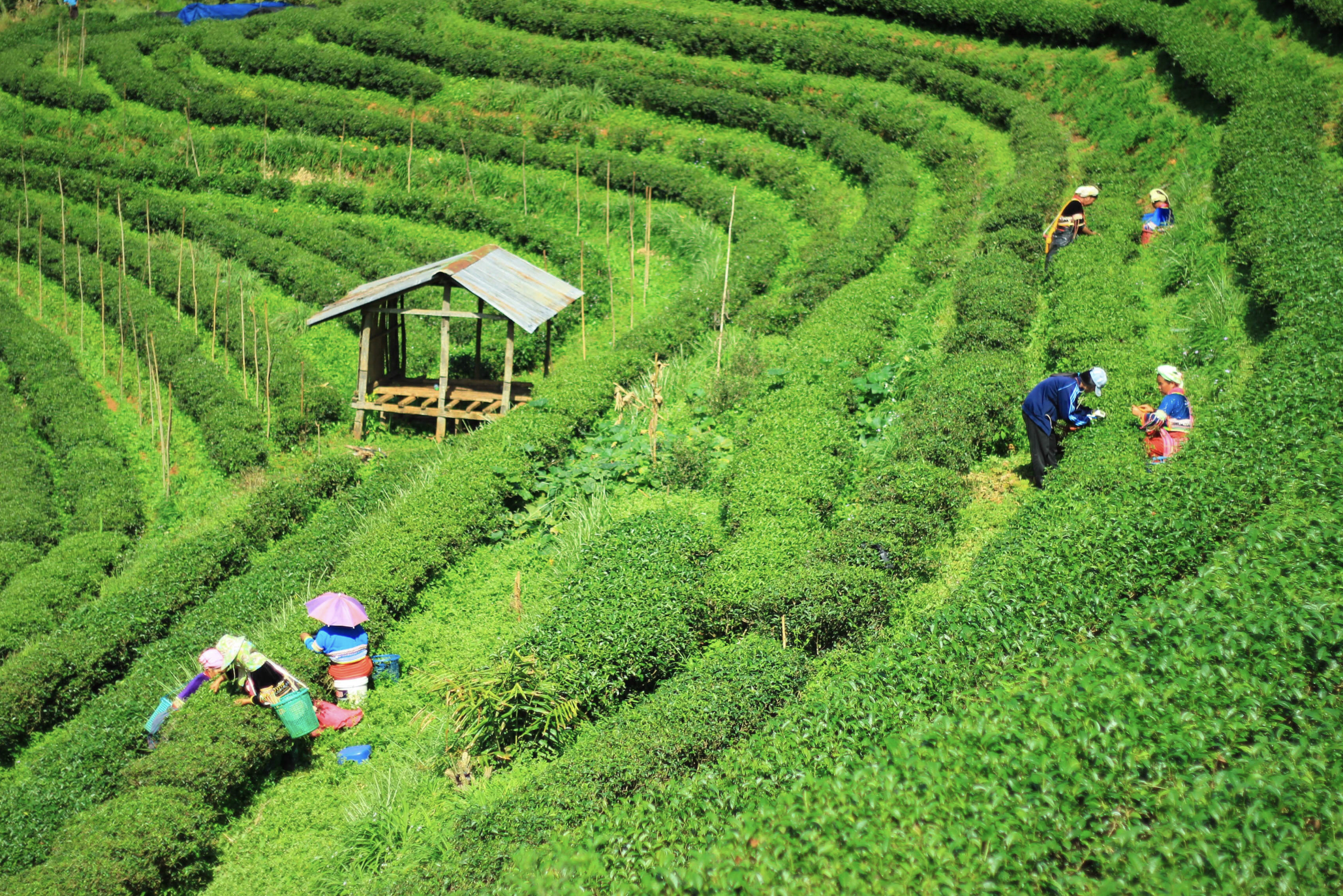 Chiang Mai, Thailand